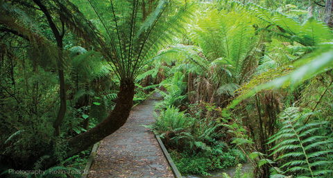 Eastern Dandenong Ranges Visitor Information Centre - New South Wales Tourism  7