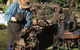 Eastern Dandenong Ranges Visitor Information Centre - thumb 9