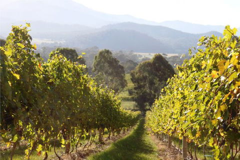 Pizzini's Vineyard Guesthouse - New South Wales Tourism  6