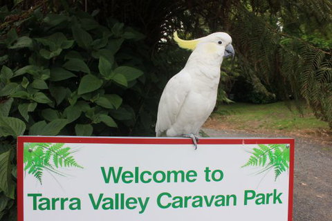 Tarra Valley Caravan Park - New South Wales Tourism  3