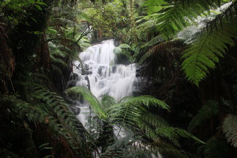 Tarra Valley Caravan Park - New South Wales Tourism  4