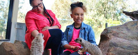 Billabong Koala And Wildlife Park - New South Wales Tourism  0