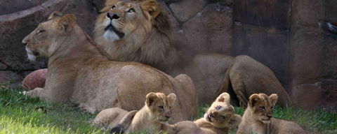 Billabong Koala And Wildlife Park - New South Wales Tourism  1