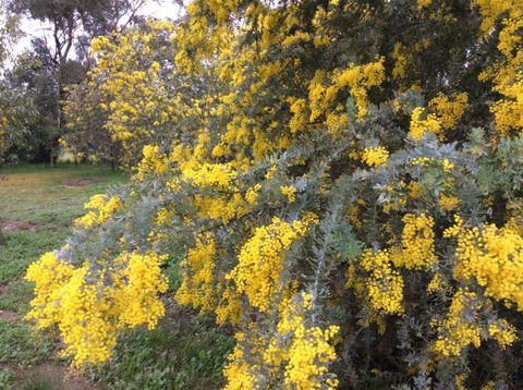 Balcraggon Accommodation - New South Wales Tourism  8