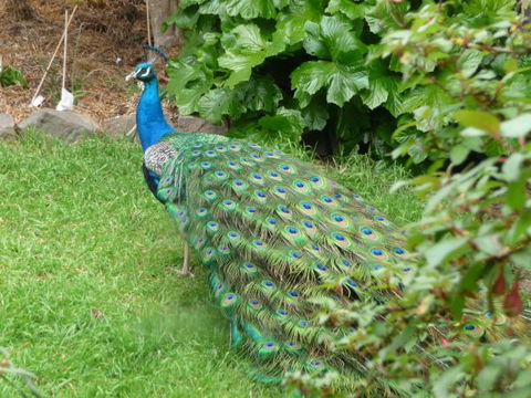 Eurambeen Historic Homestead And Gardens - New South Wales Tourism  4