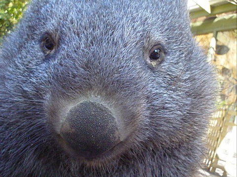 Kingbilli - New South Wales Tourism  4