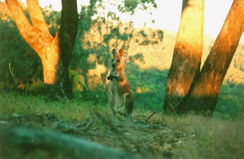 Kingbilli - New South Wales Tourism  7