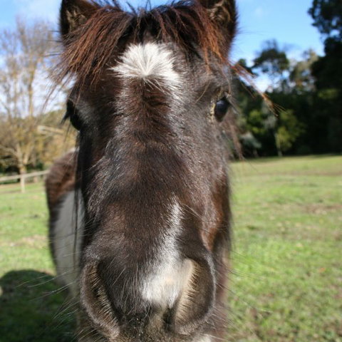 Kingbilli - New South Wales Tourism  8