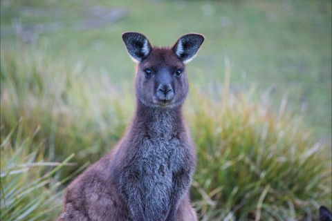 Postmans Cottage - Flinders Chase National Park - New South Wales Tourism  4