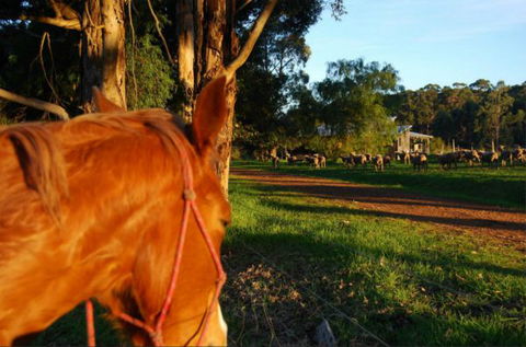 Billa Billa Farm Cottages - New South Wales Tourism  0