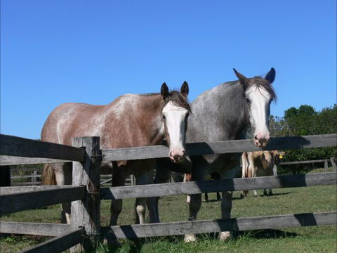 Clydesdale Motel And Steakhouse - New South Wales Tourism  0