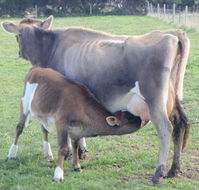 Animal Land - New South Wales Tourism 