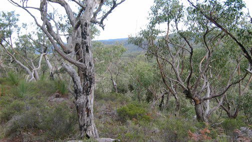 Greta Main NSW New South Wales Tourism 