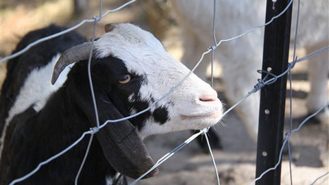 Cloud End Farmstay - New South Wales Tourism  3