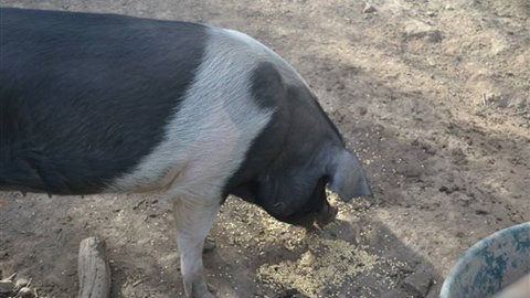 Cloud End Farmstay - New South Wales Tourism  4