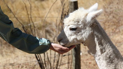 Cloud End Farmstay - New South Wales Tourism  6