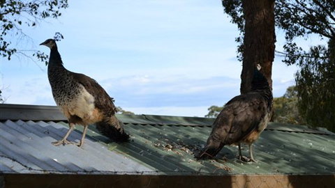 Cloud End Farmstay - New South Wales Tourism  5