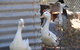 Cloud End Farmstay - thumb 8