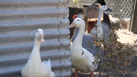 Cloud End Farmstay - New South Wales Tourism  8