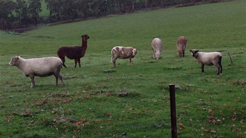 Bellevue Farmstay - New South Wales Tourism  6