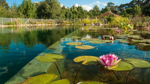 Planetrees Lodge - New South Wales Tourism  0