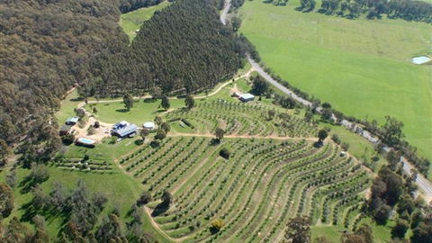 Karoonda Olive Grove Retreat At Mt Buffalo Olives - New South Wales Tourism  2