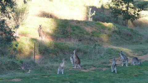 Karoonda Olive Grove Retreat At Mt Buffalo Olives - New South Wales Tourism  6