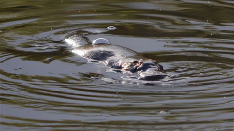 Cave Hill Creek - New South Wales Tourism  4