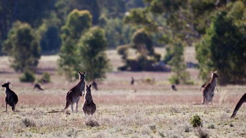 Wartook Rise Mudbrick Cabins - New South Wales Tourism  1