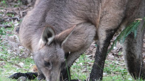Venus Bay Eco Retreat - New South Wales Tourism  7