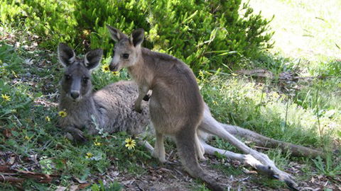 The Escarpment - New South Wales Tourism  6