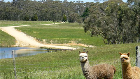 Cygnet Park Country Retreat - New South Wales Tourism  3