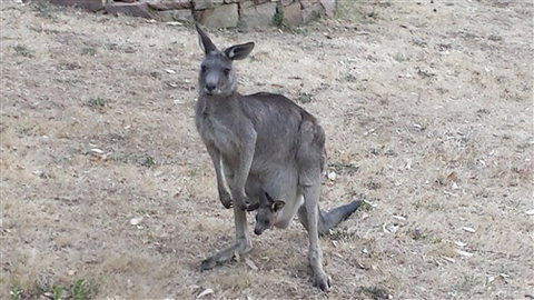 Kookaburra Ridge - New South Wales Tourism  5