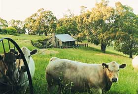 Adelaide Hills Country Cottages - Gum Tree Cottage - New South Wales Tourism  1