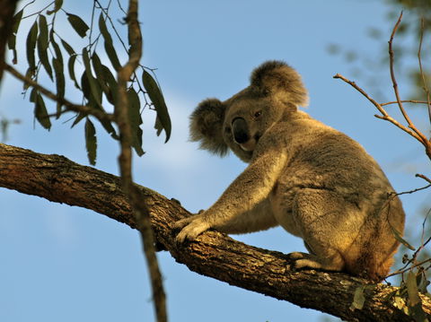 Amamoor Lodge - New South Wales Tourism  4