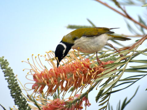 Amamoor Lodge - New South Wales Tourism  7
