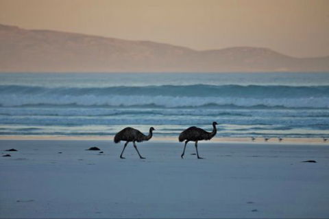 Thomas River Shire Reserve Camp At Cape Arid National Park - New South Wales Tourism  0