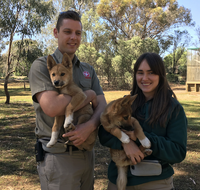 Kyabram Fauna Park - New South Wales Tourism 