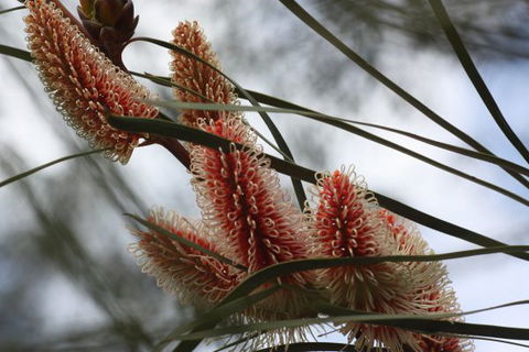 Kurringai Cottage - New South Wales Tourism  8