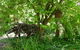Willowbrook Heritage Bed & Breakfast - thumb 7