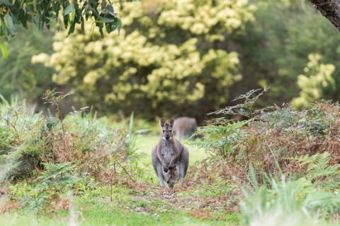 Alkina Lodge - New South Wales Tourism  6