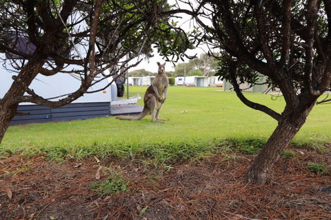 Anglesea Family Caravan Park - New South Wales Tourism  3