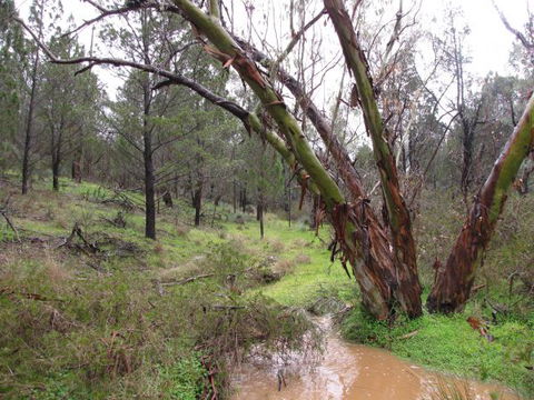 Beetaloo Grove - New South Wales Tourism  2