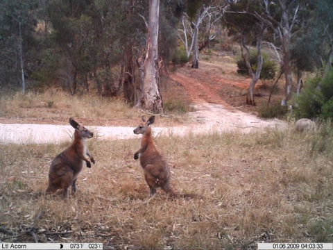 Beetaloo Grove - New South Wales Tourism  3