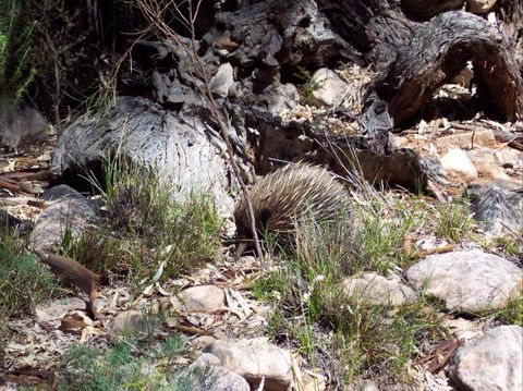 Beetaloo Grove - New South Wales Tourism  4