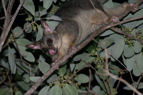 Bush Oasis Caravan Park - New South Wales Tourism  6