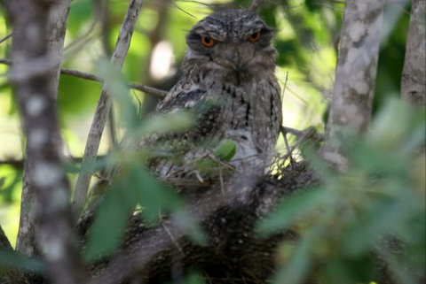 Bush Oasis Caravan Park - New South Wales Tourism  7