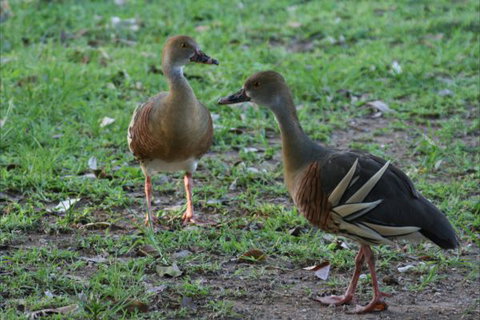 Bush Oasis Caravan Park - New South Wales Tourism  8