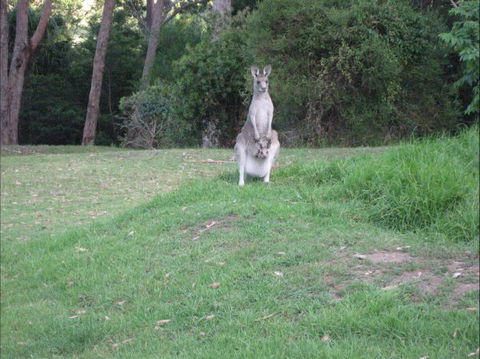 Dunns Creek Downs Nature Stay - New South Wales Tourism  6