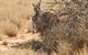 Gnaraloo Station - thumb 3